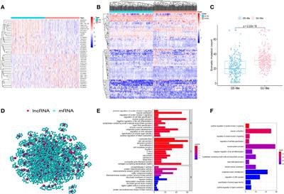 Mutator-Derived lncRNA Landscape: A Novel Insight Into the Genomic Instability of Prostate Cancer